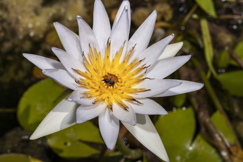 a white water lily with a yellow center