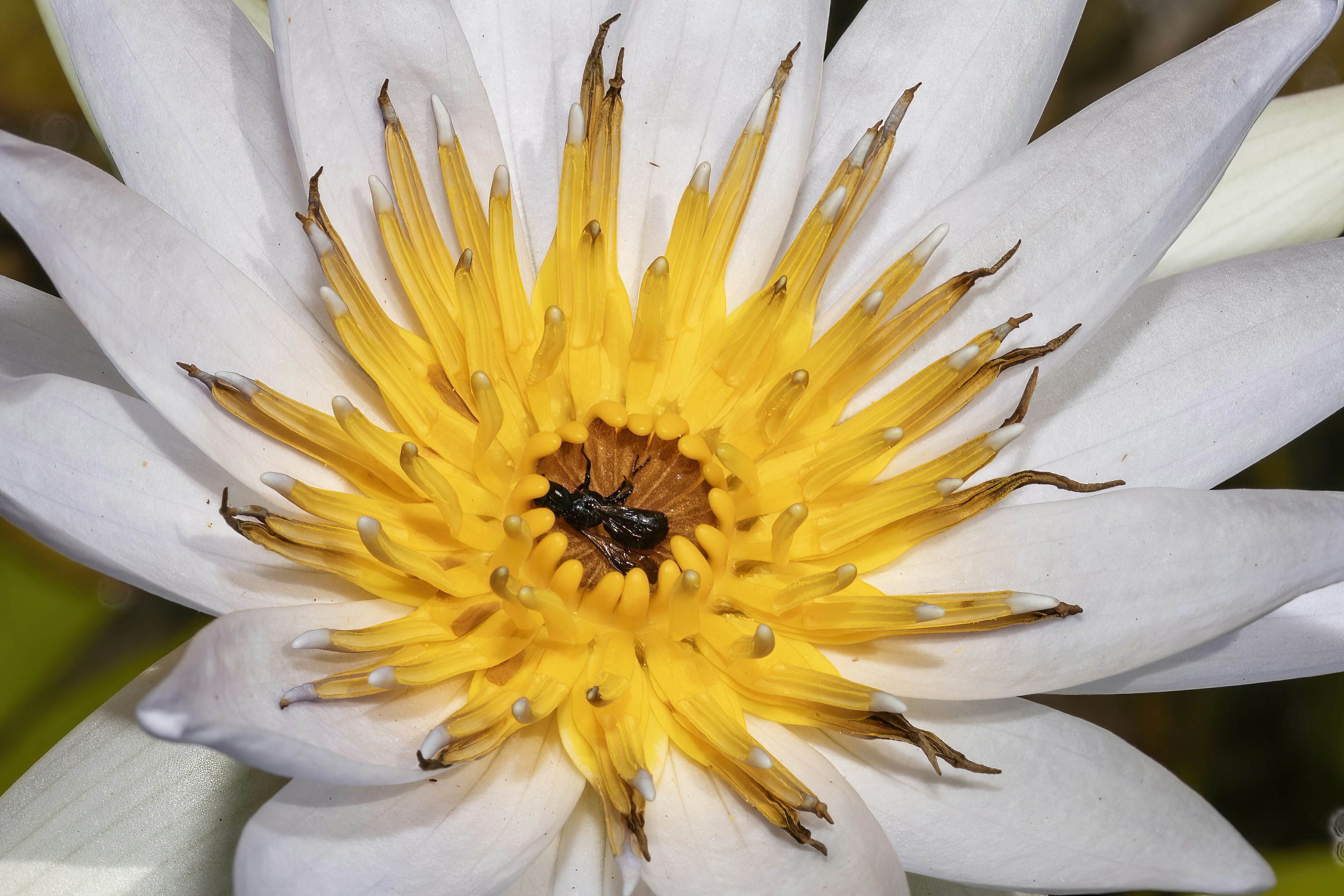 A close-up shot of a bee on a vibrant spring flower
