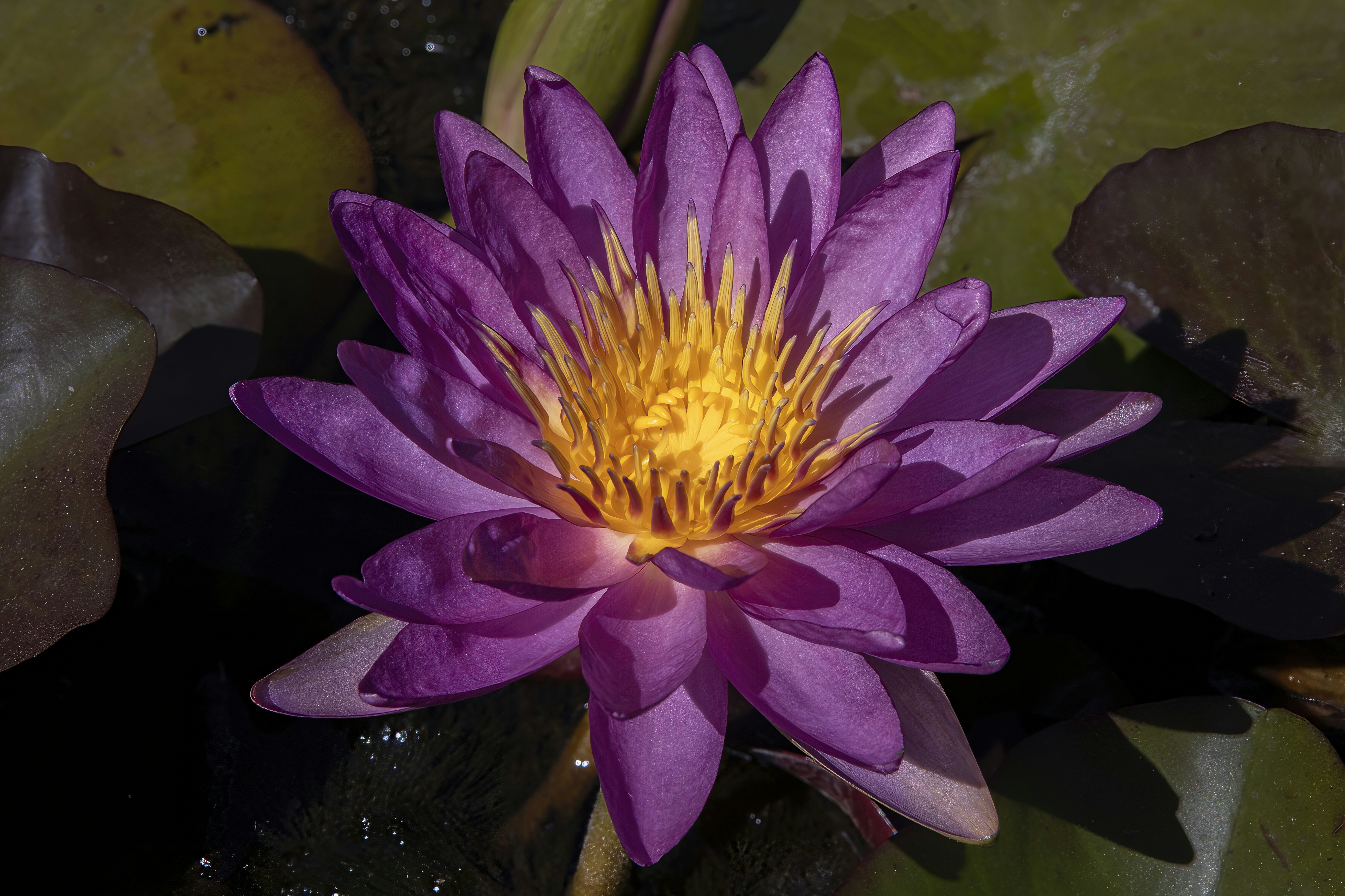 Photo by jddartphotographer