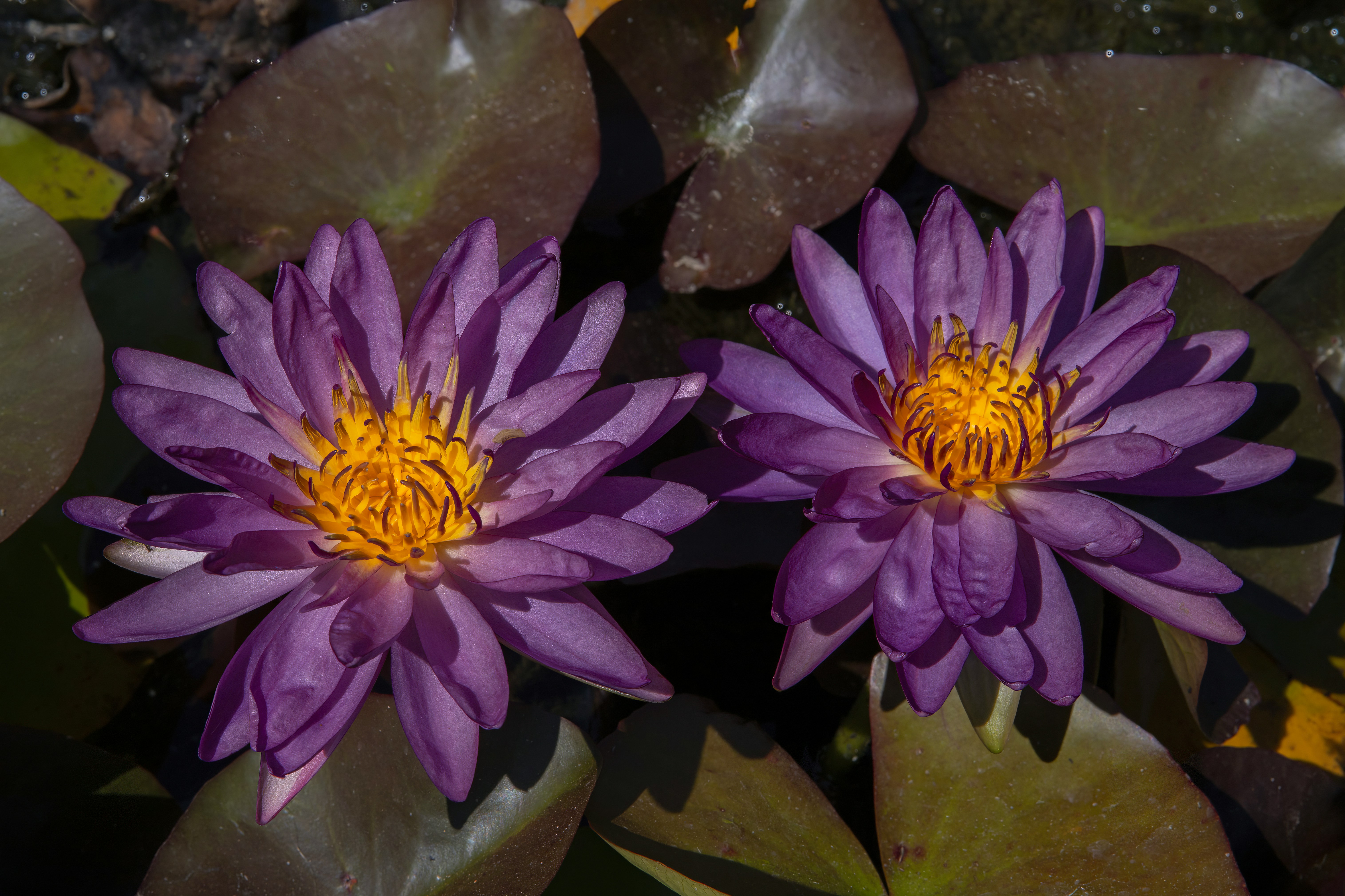 Two purple water lilies in a pond with lily pads photo – Free Flower ...