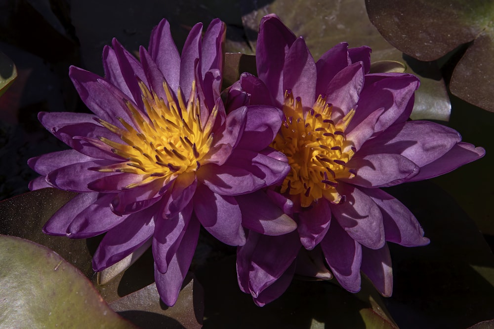 a couple of purple flowers sitting on top of a green plant