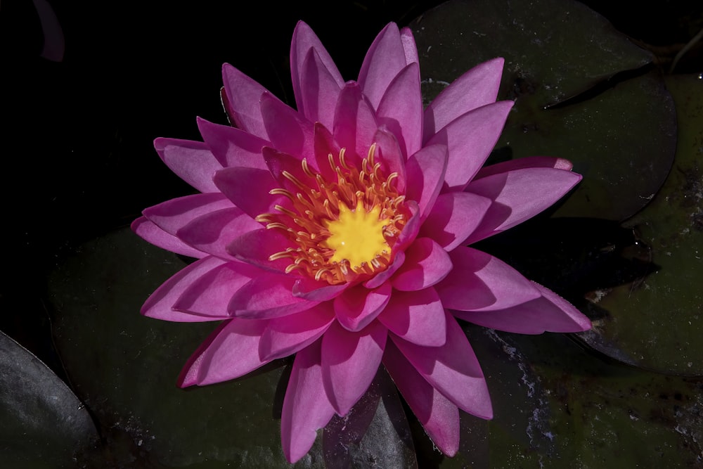 a pink flower with a yellow center in a pond