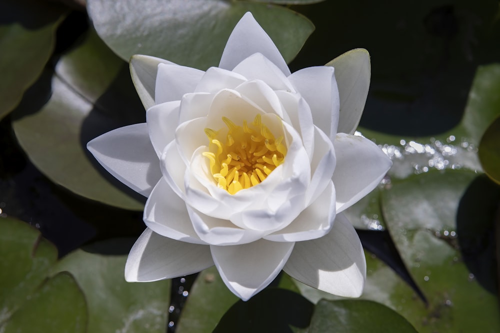 a white flower with yellow center surrounded by green leaves