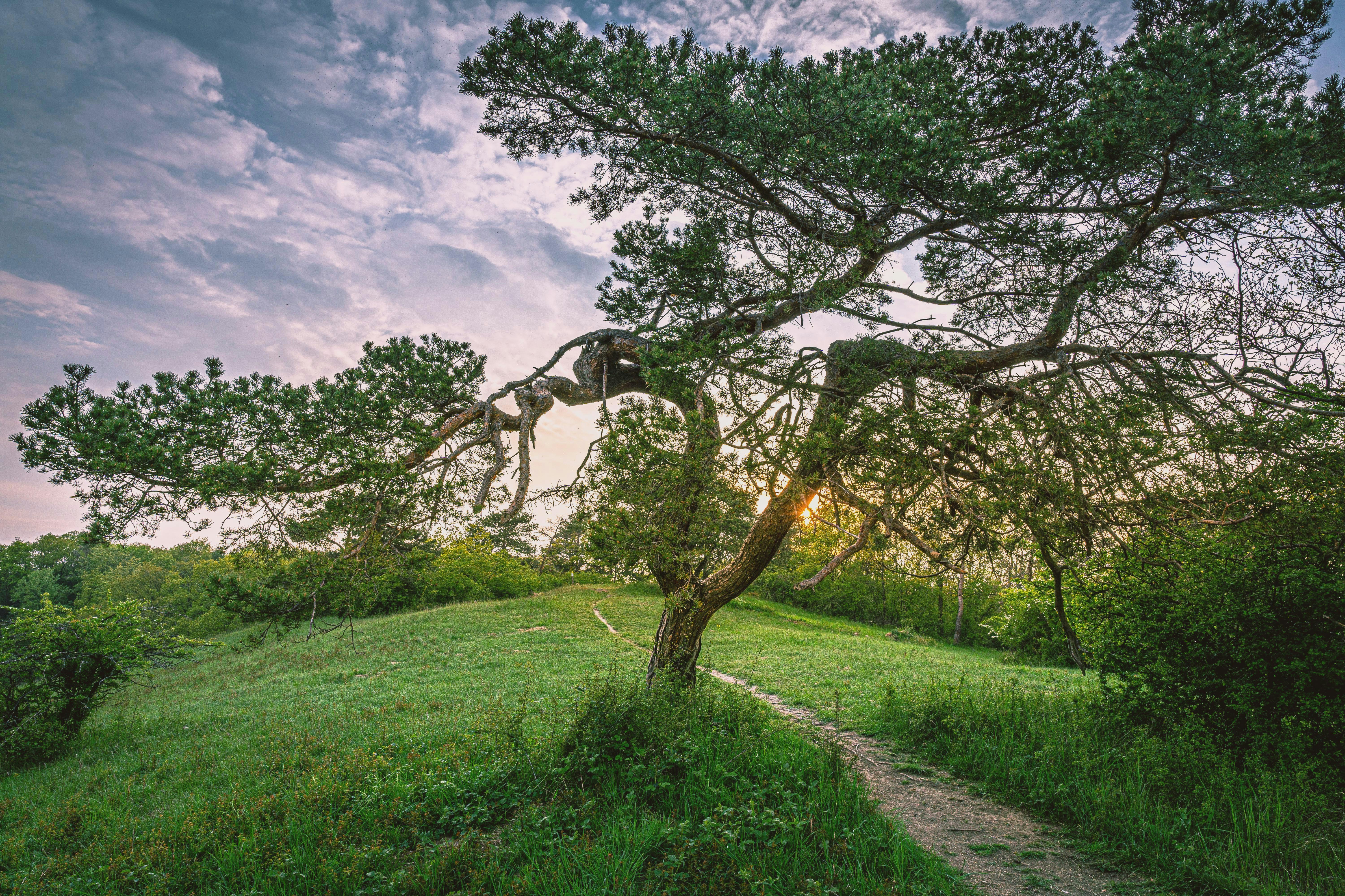 a tree that is sitting in the grass