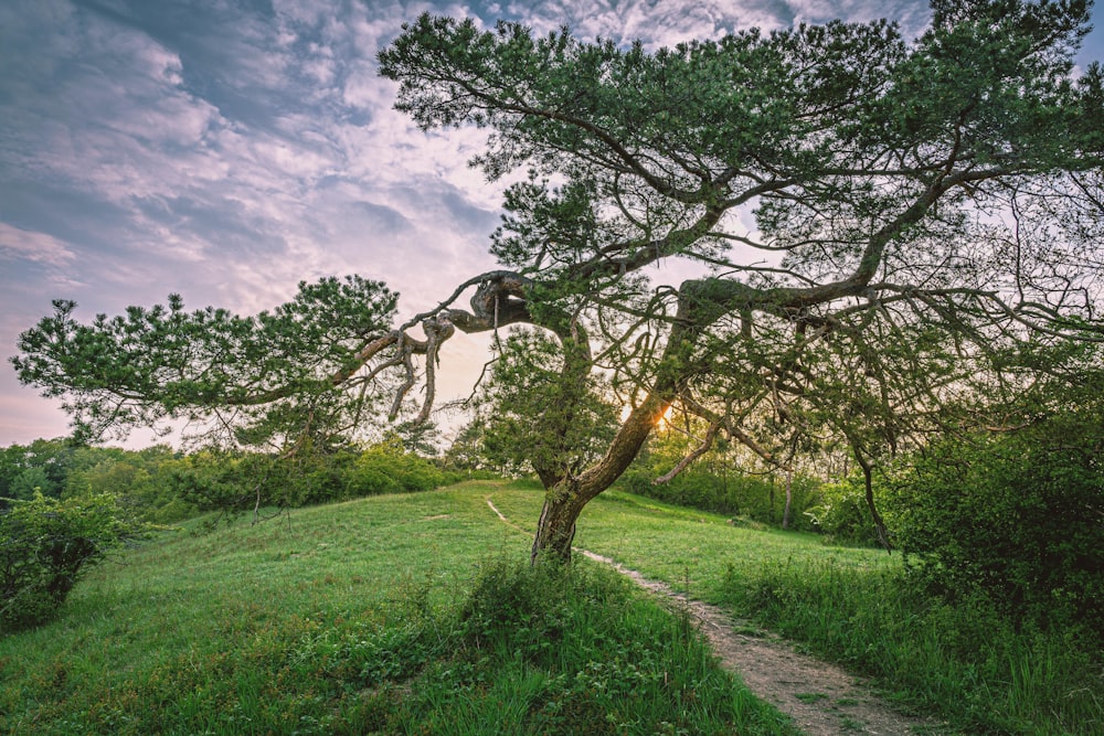 a tree that is sitting in the grass