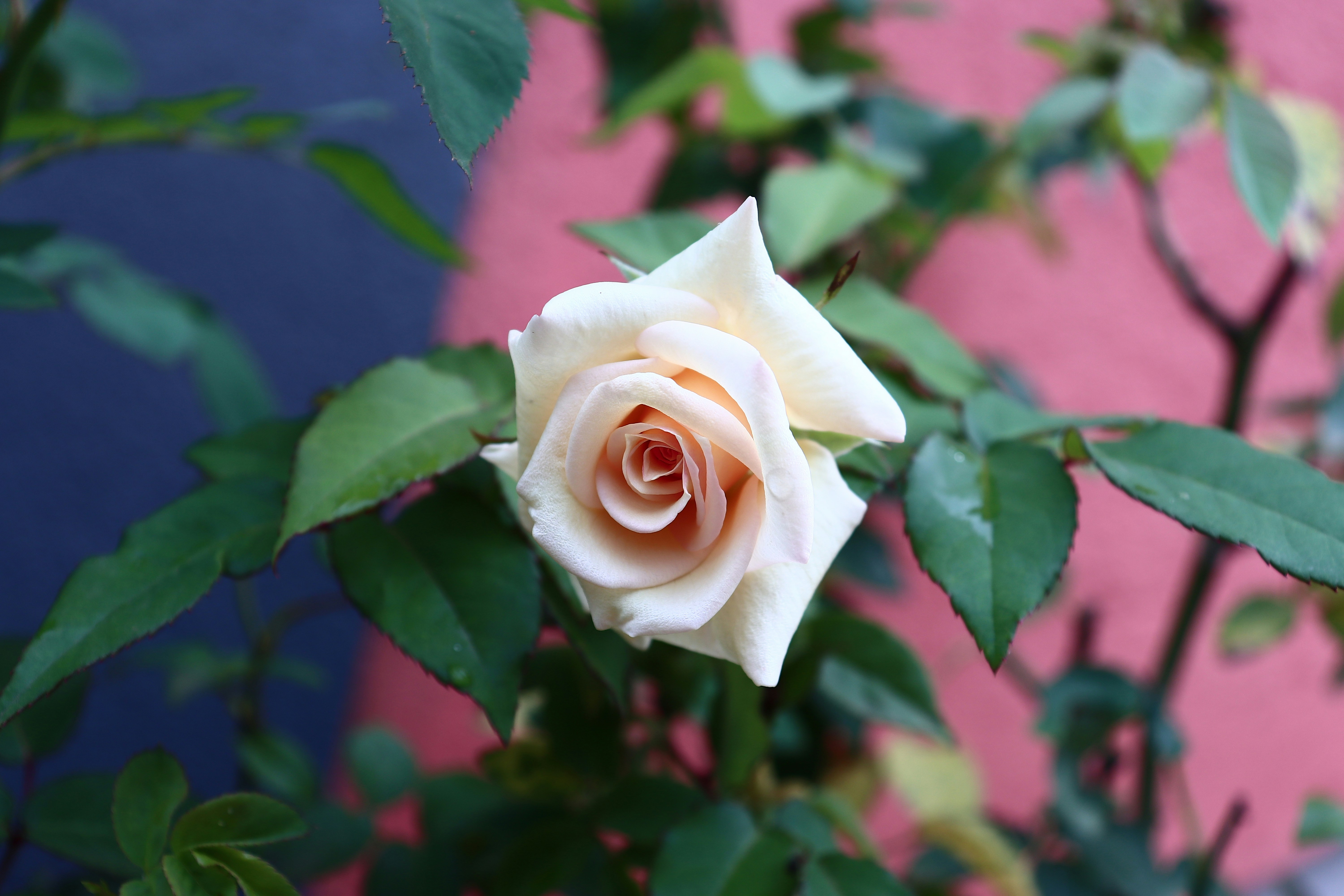 Photo by divine_spirit