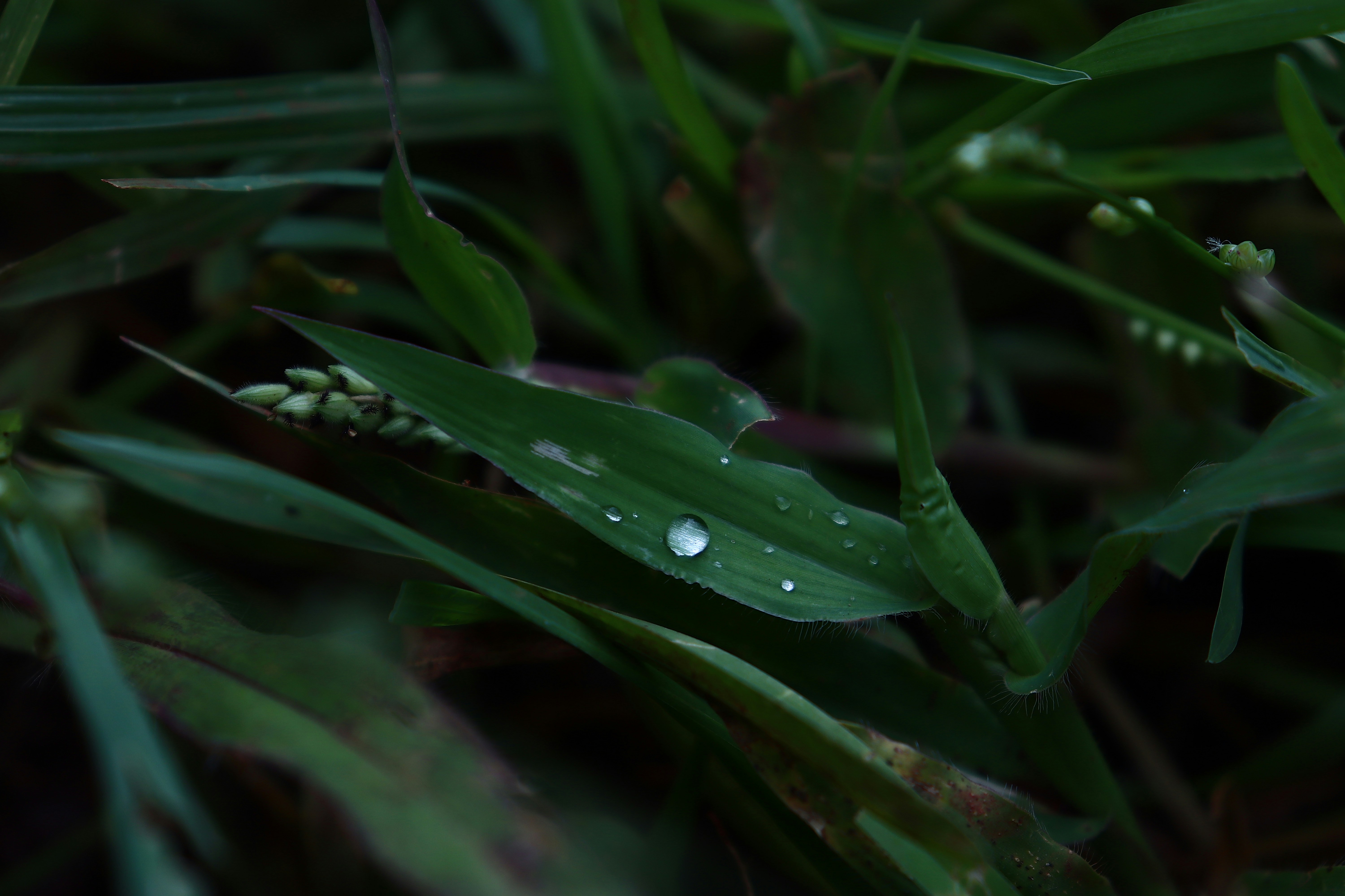 Photo by divine_spirit