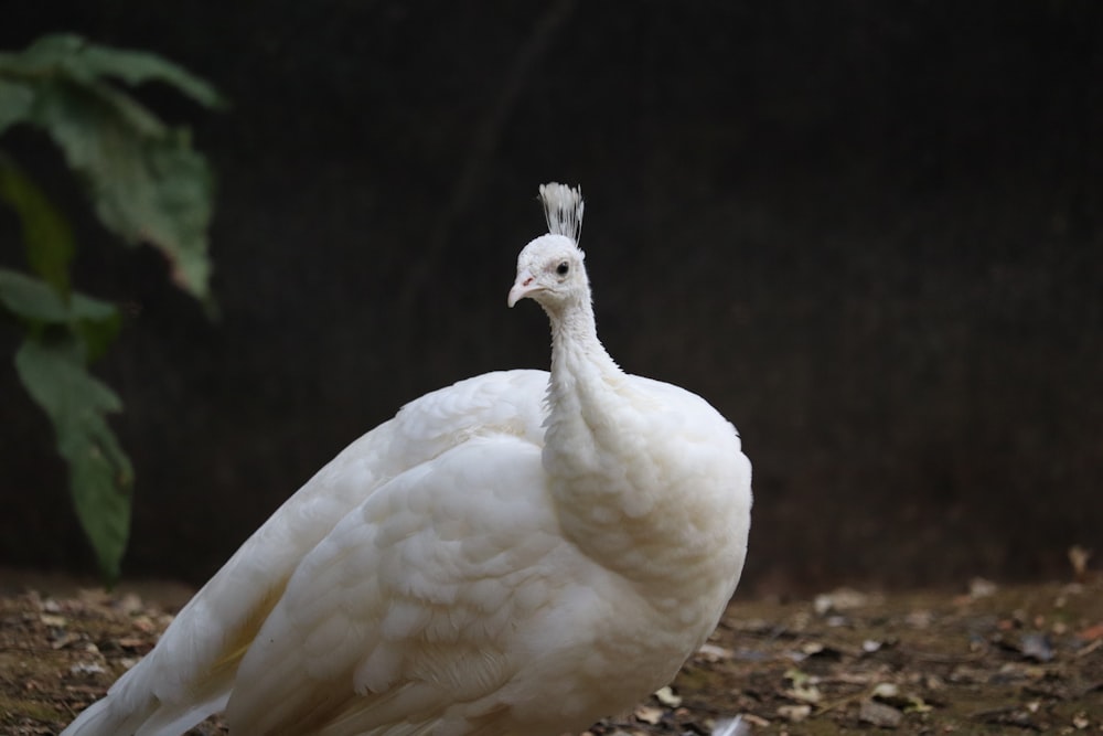 a large white bird standing on top of a field