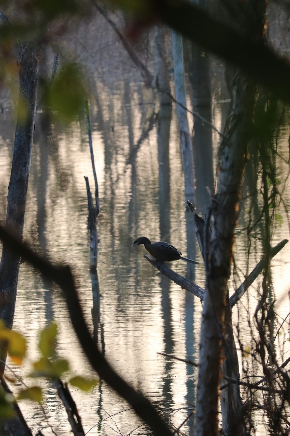 a bird is sitting on a branch in the water