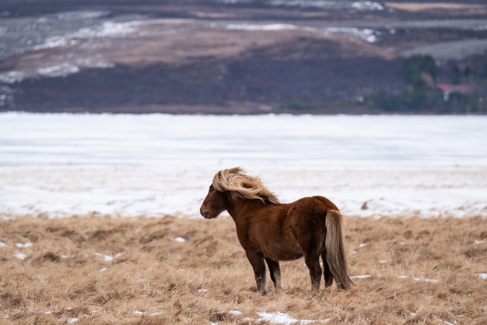 a brown horse standing on top of a dry grass field