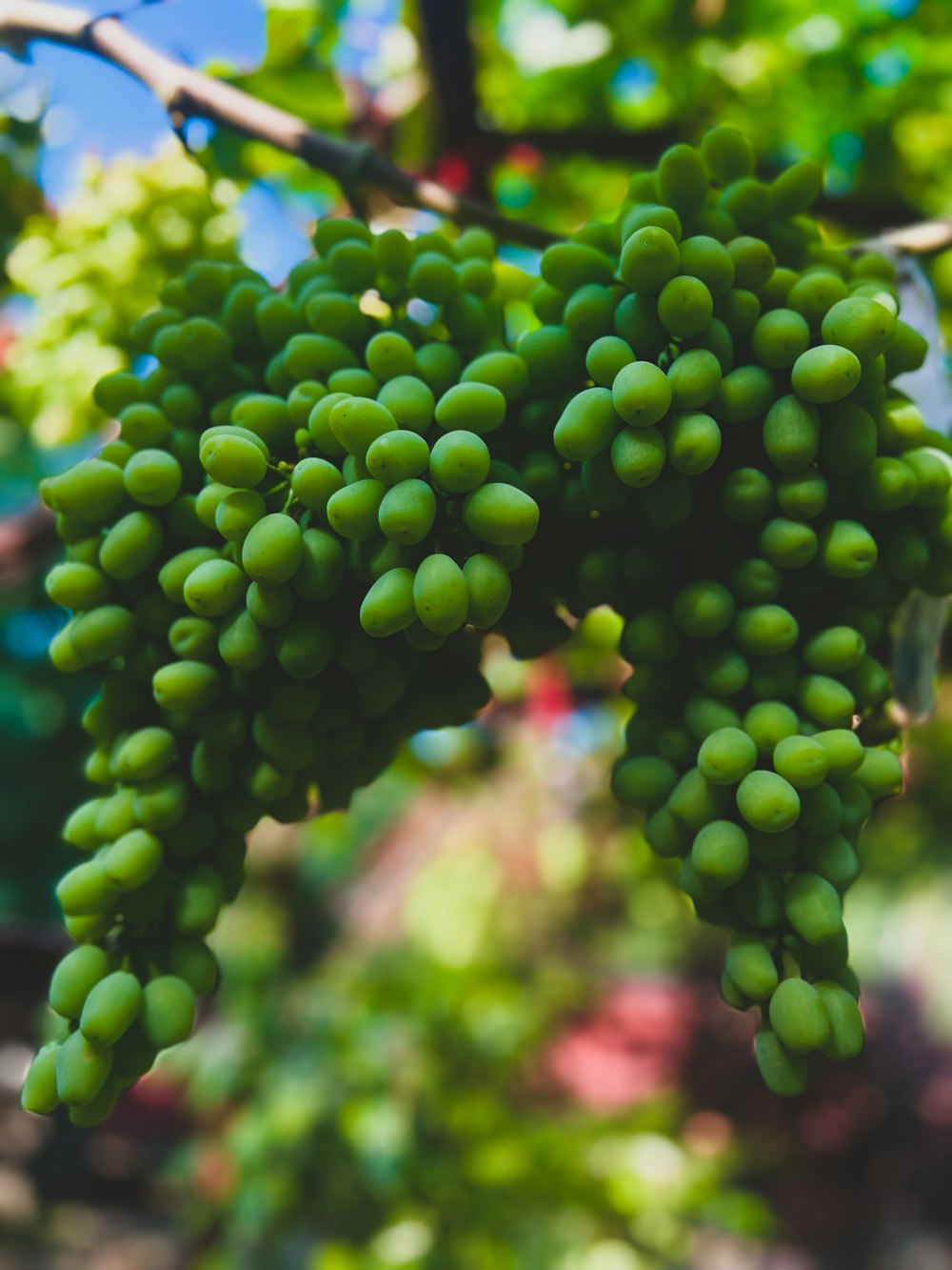 a bunch of green grapes hanging from a tree