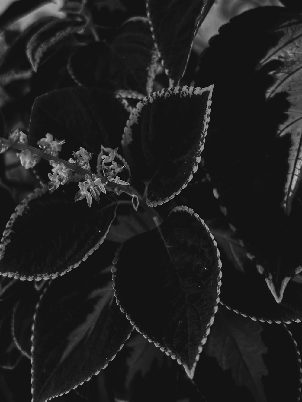 a black and white photo of a leafy plant