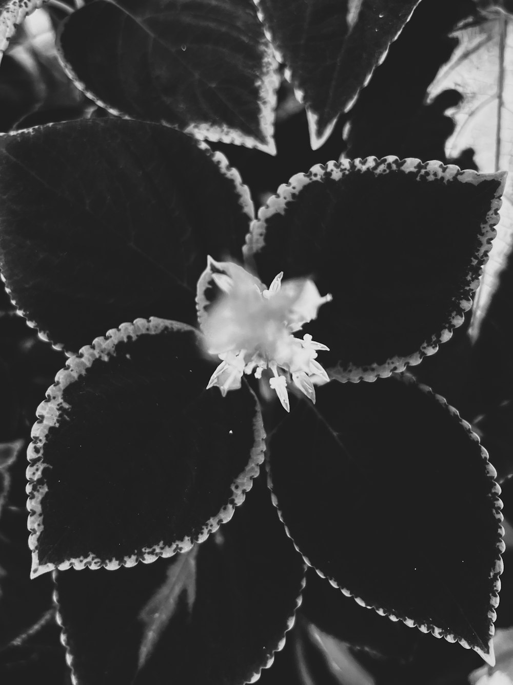 a black and white photo of a flower