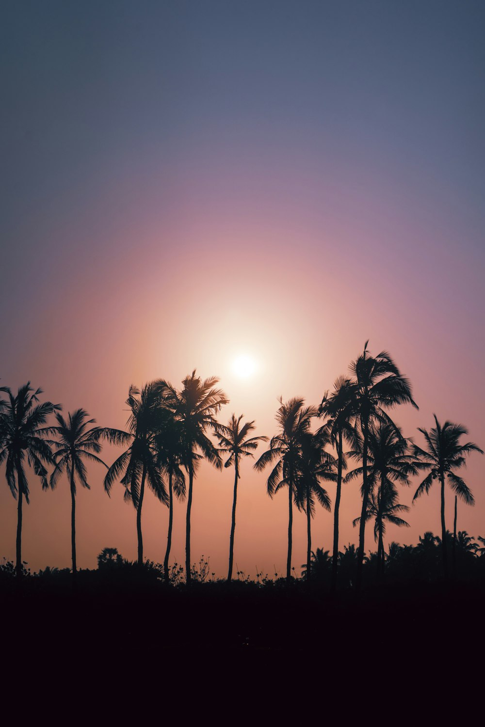 palm trees are silhouetted against the setting sun