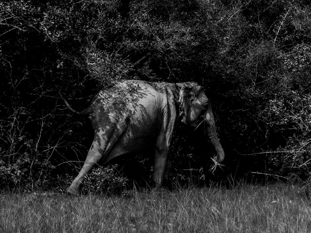 an elephant is walking through the brush in black and white