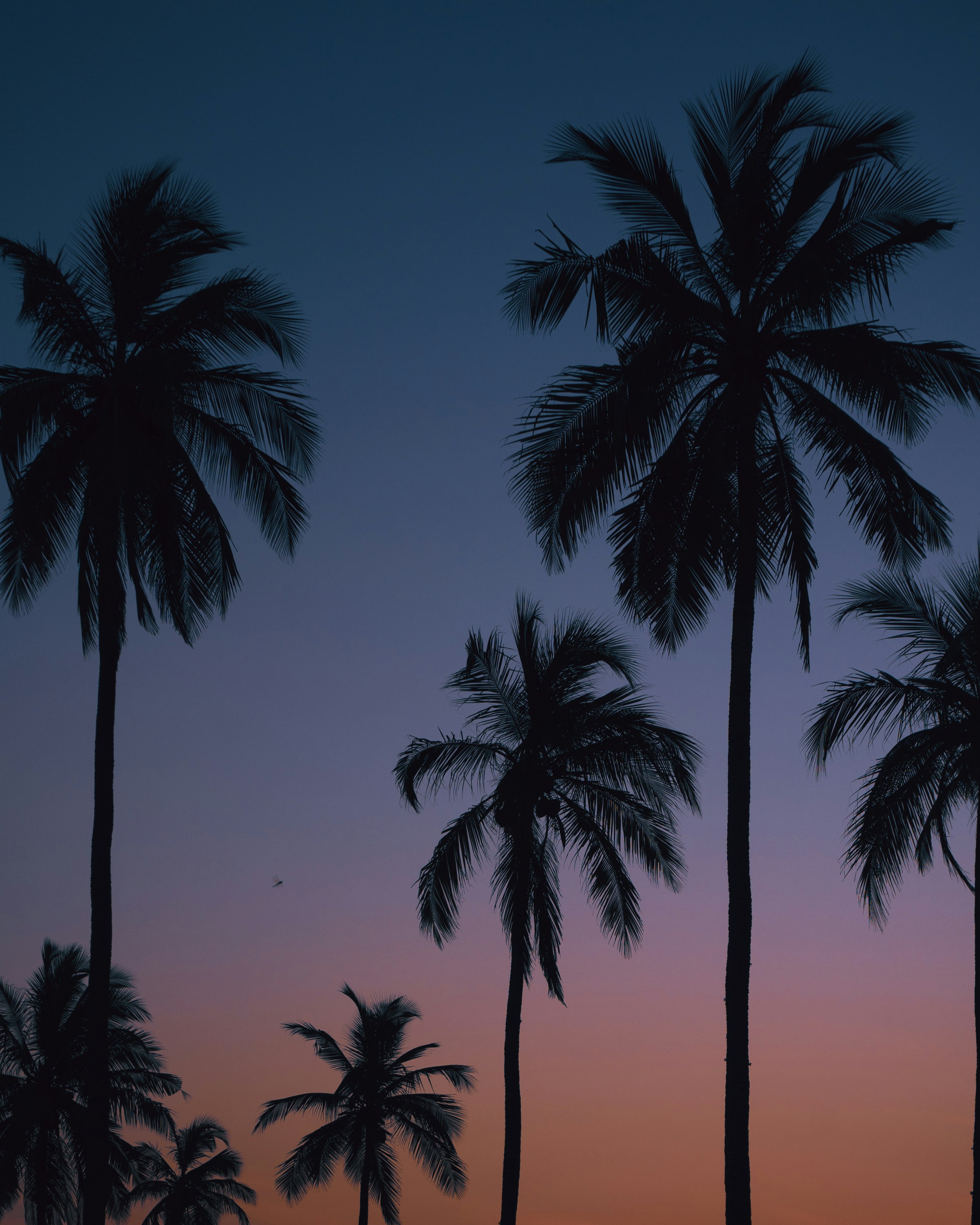 Photo by anupauthsara