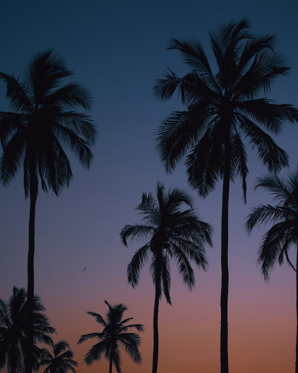 palm trees are silhouetted against a purple and blue sky