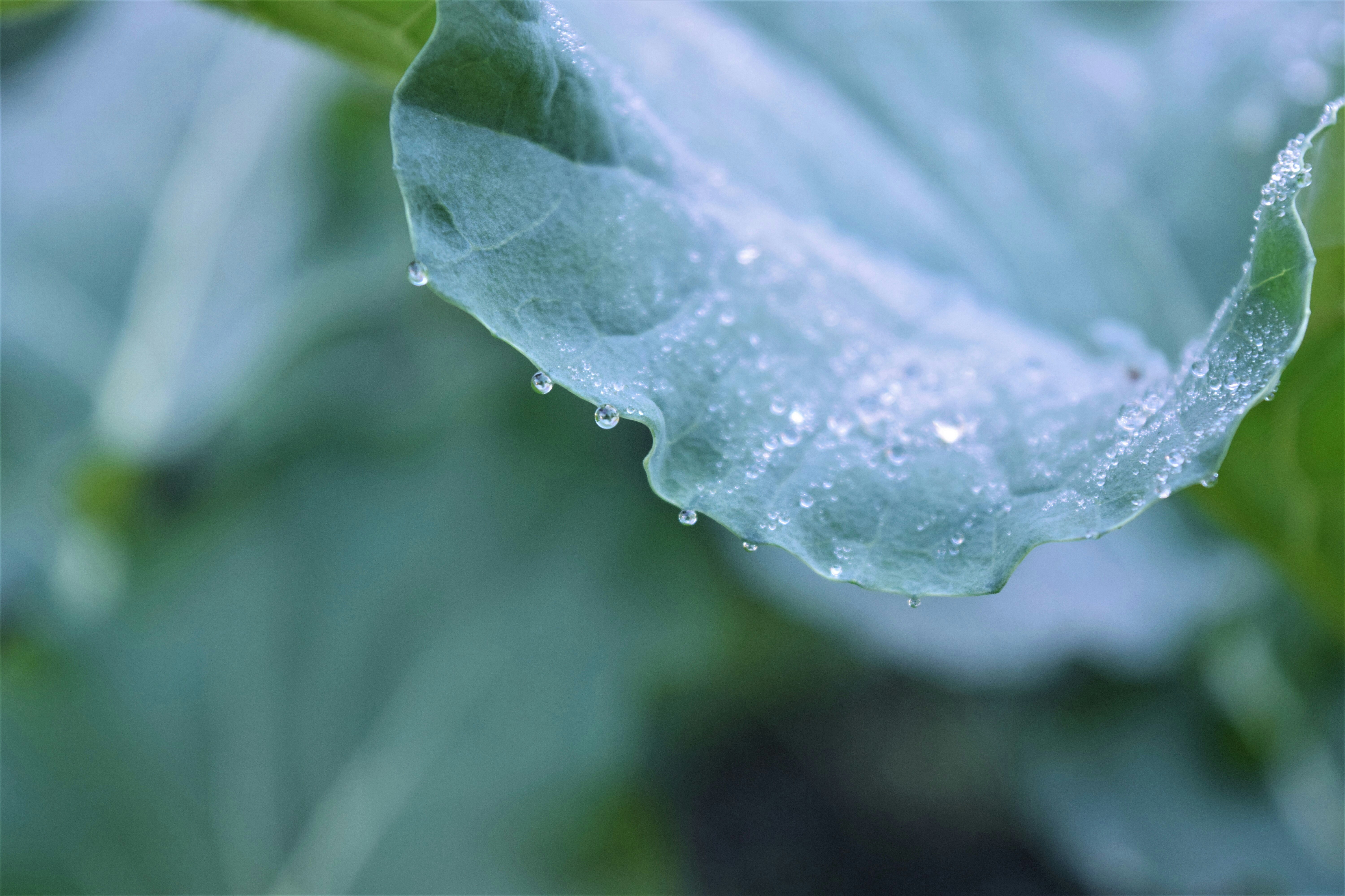 How to Water Your Vegetable Garden Without Wasting Water — Small Space Solutions