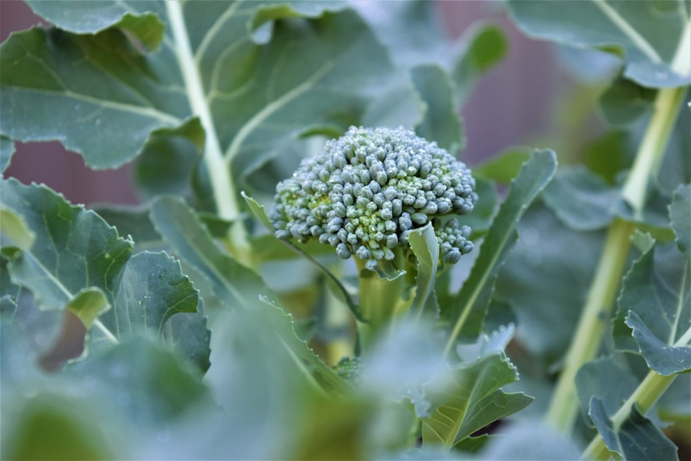 a close up of a broccoli plant with leaves