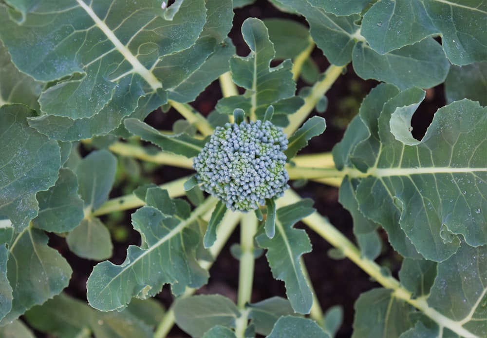 a close up of a broccoli plant with lots of leaves