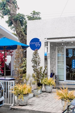 A modern outdoor cafe setting with a white and gray building facade. There are potted plants with yellow and green foliage along the walkway. A blue sign with the word 'COFINE' is mounted on the wall. The area is adorned with a large tree and a blue umbrella above a seating area.