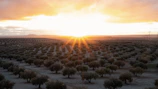 Sunset view over an olive grove with workers harvesting olives by hand.