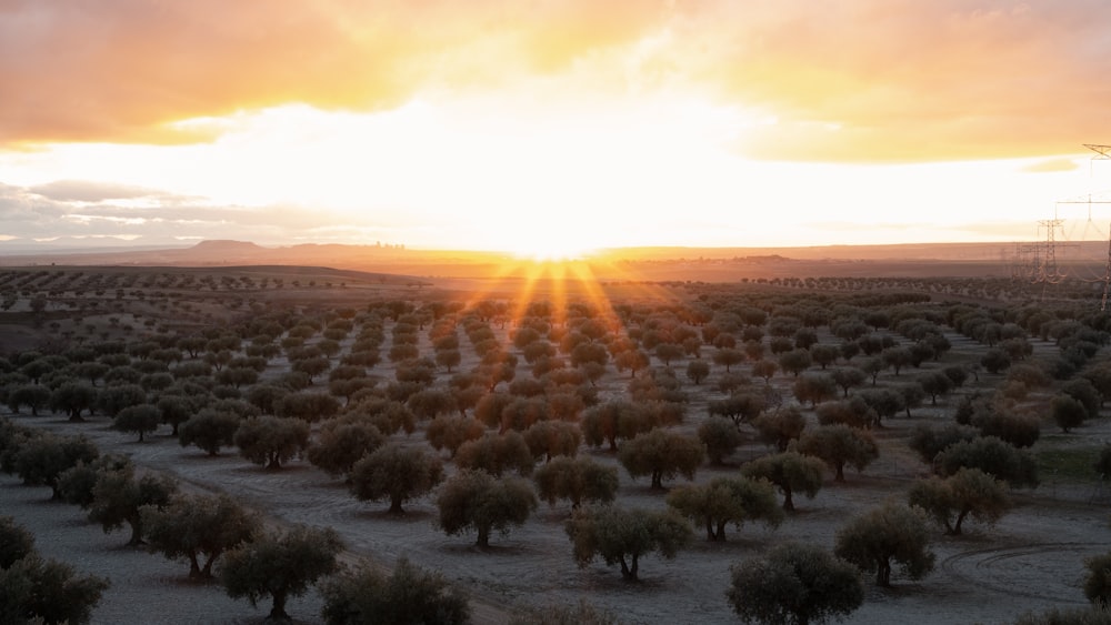 a field of trees with the sun setting in the background