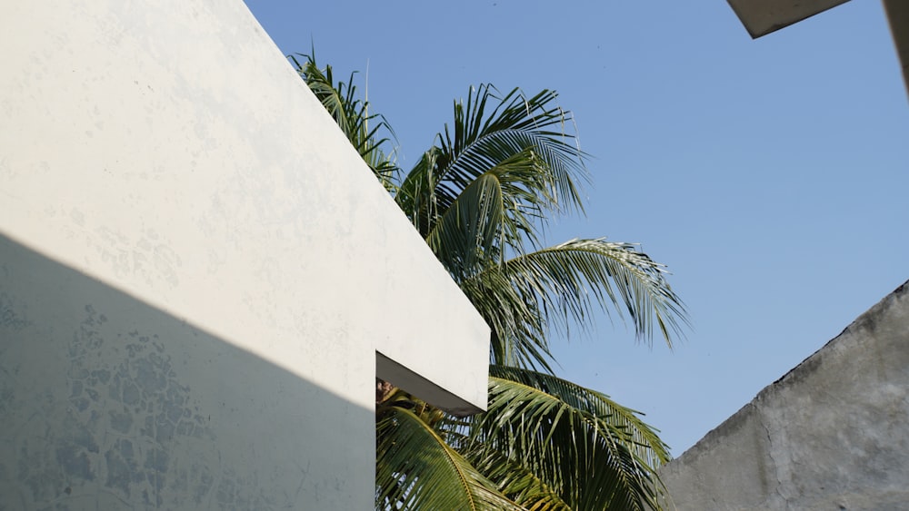a view of a palm tree from below a building