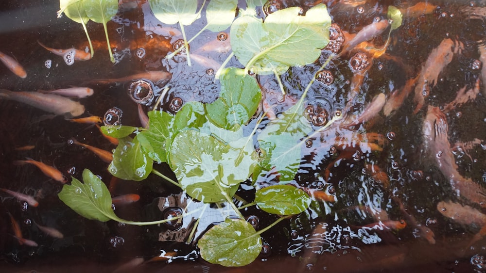 a plant is growing out of the water