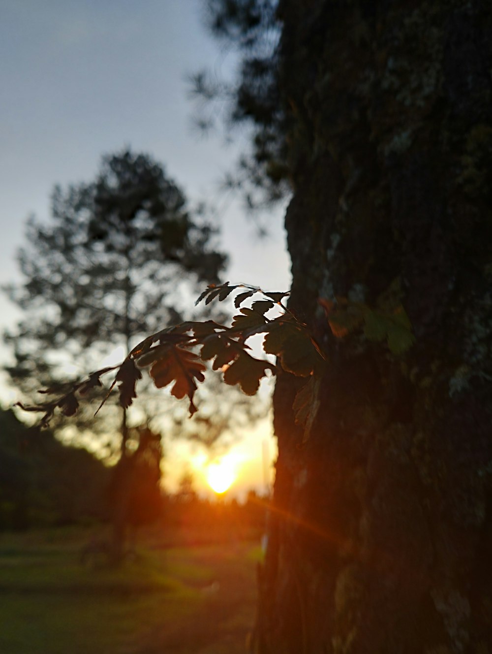 a close up of a tree with the sun in the background