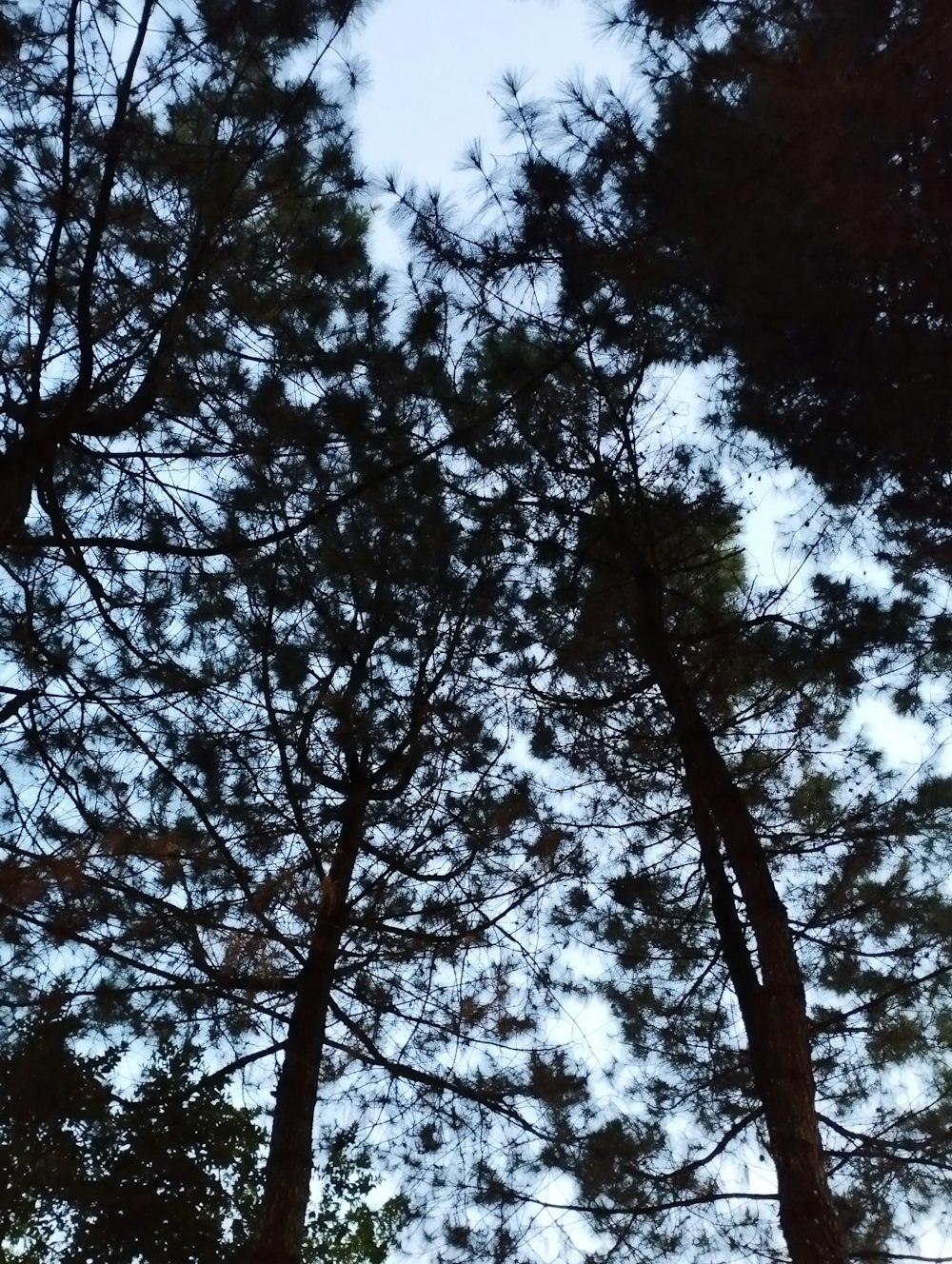 looking up at the tops of tall pine trees