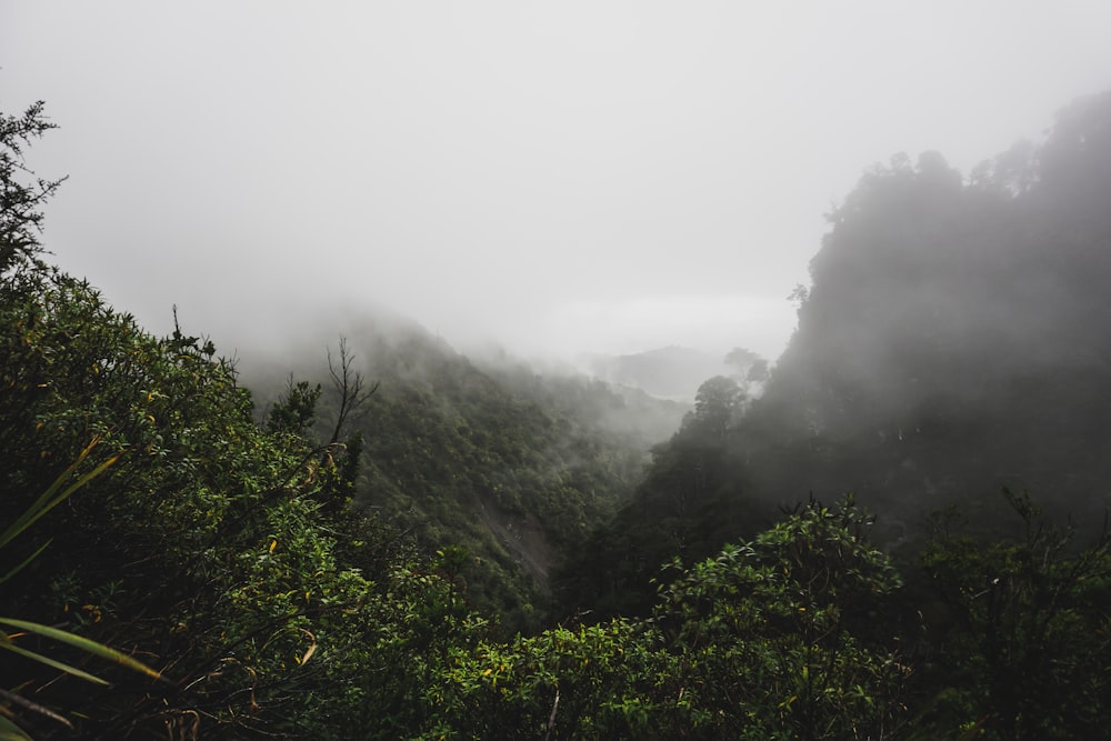 a foggy forest with trees and bushes in the foreground