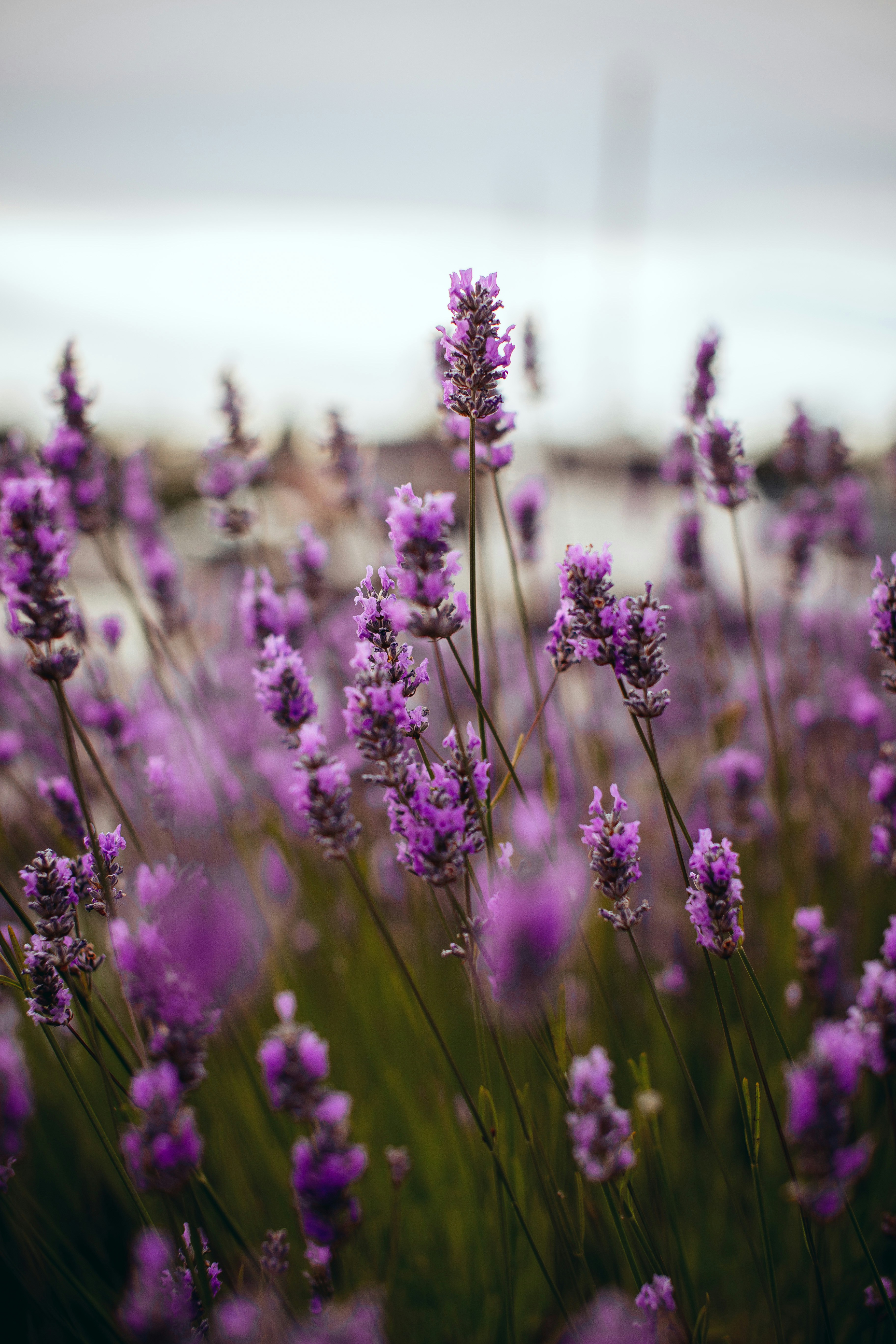 Photo by richmondarcher