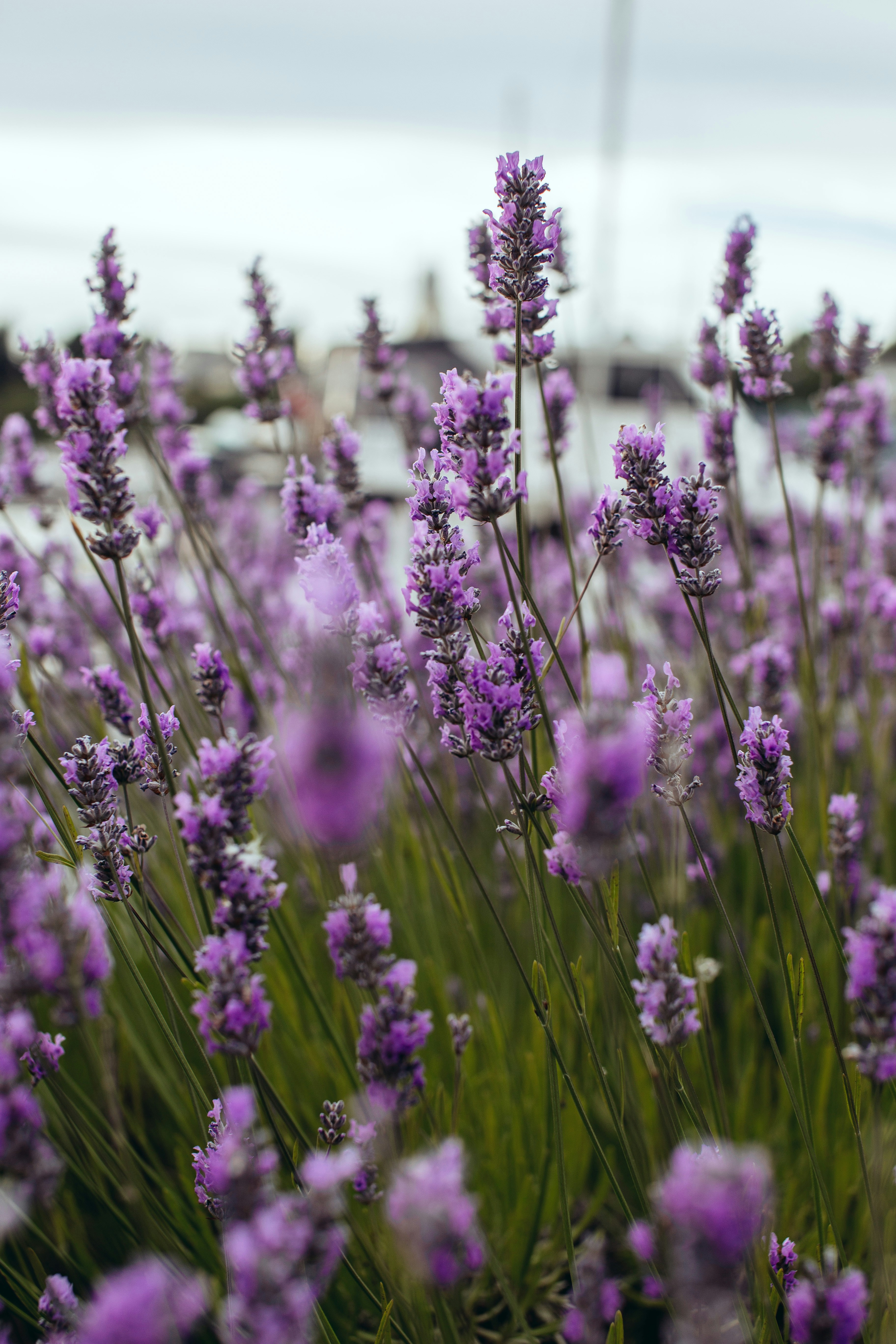 Photo by richmondarcher