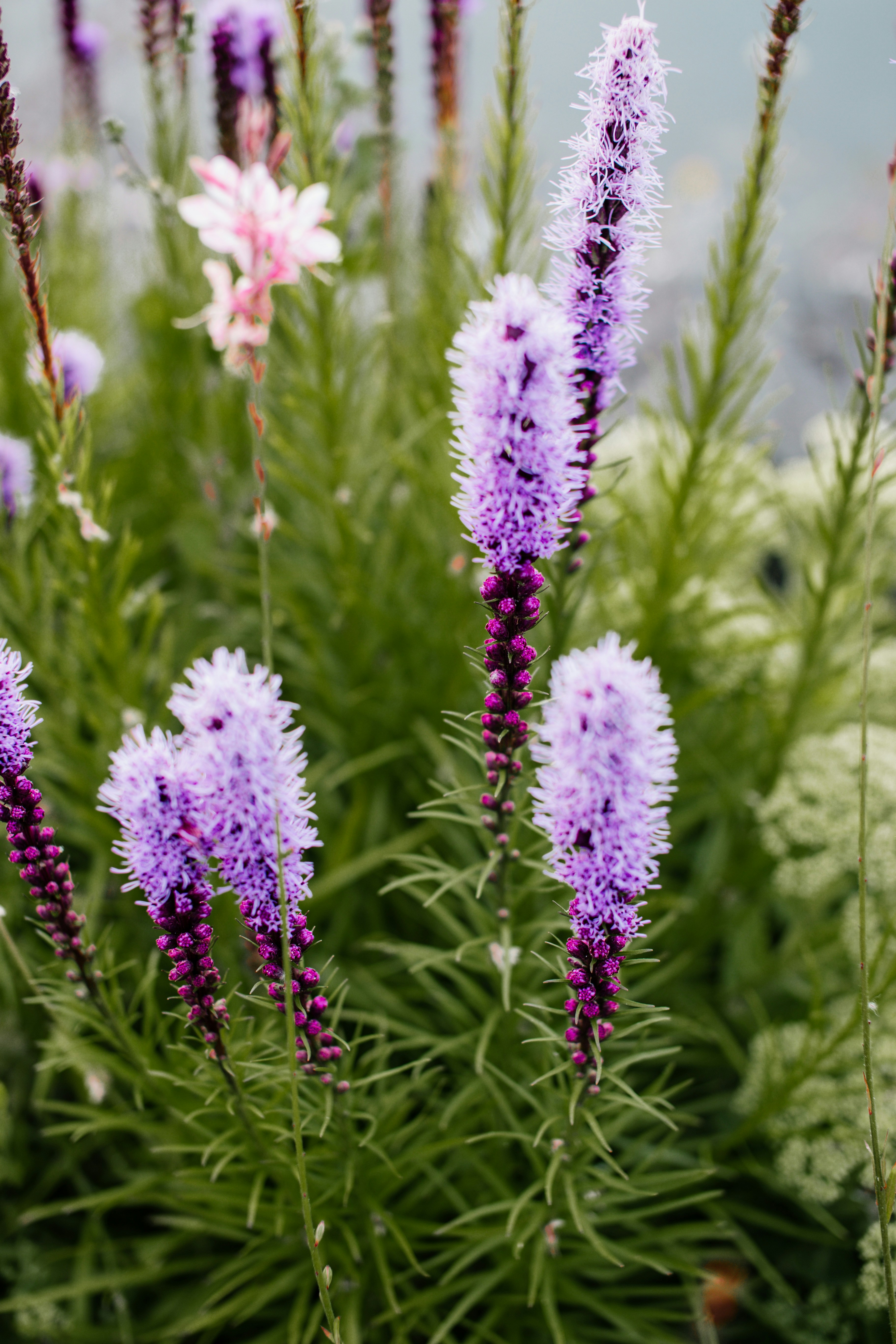 Photo by richmondarcher