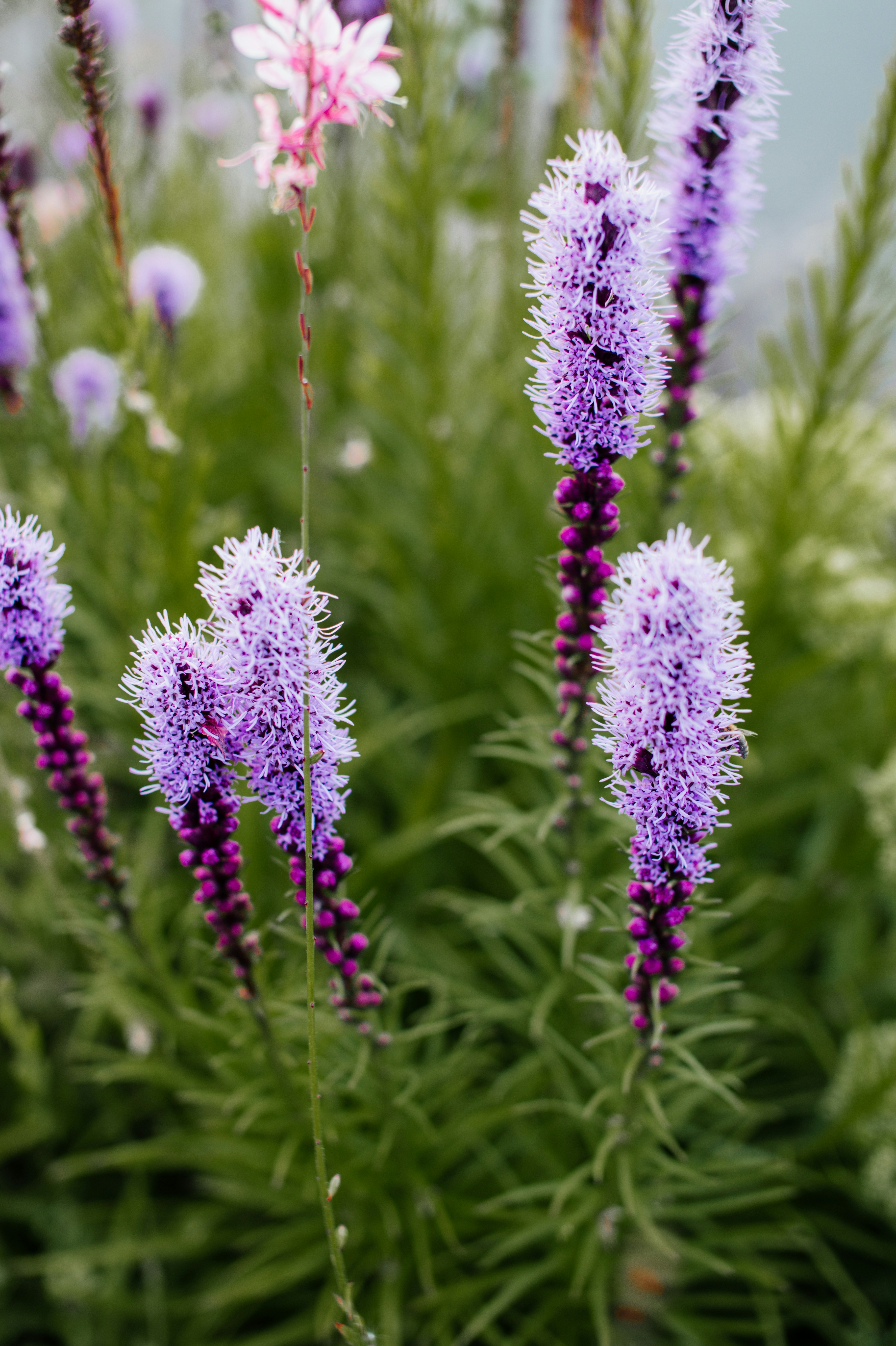 Photo by richmondarcher