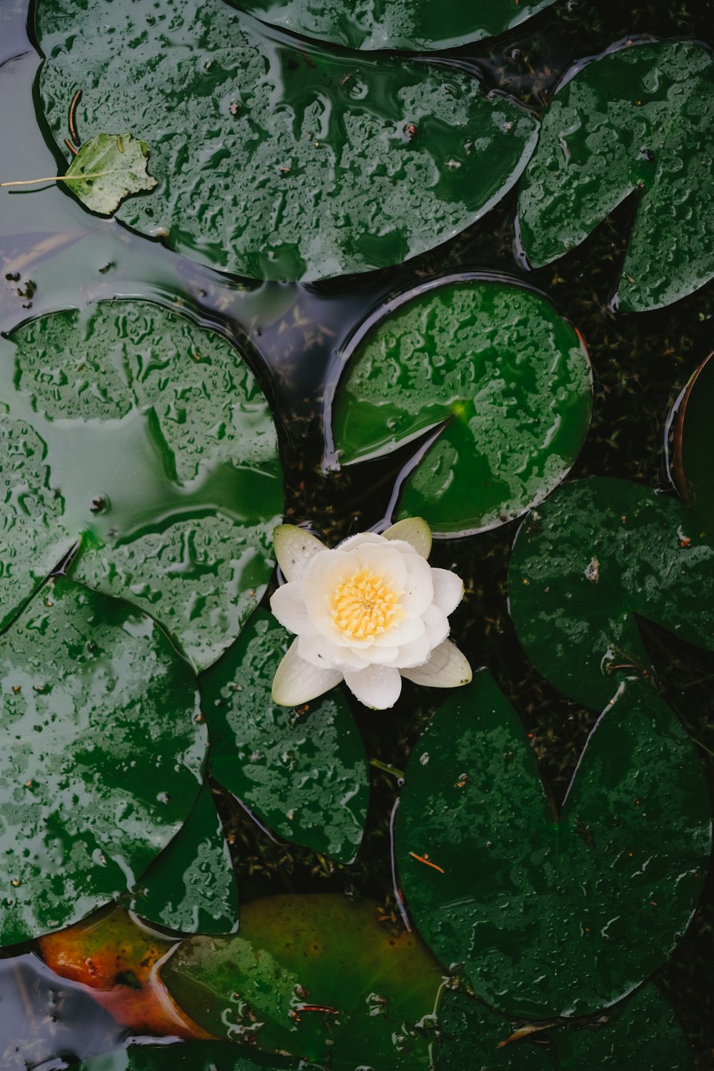 a white flower floating on top of green leaves