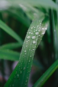 A close-up of green leaves with droplets of water scattered across the surface. The droplets vary in size, creating an intricate pattern on the smooth leaf texture. The background is softly blurred, emphasizing the details of the water droplets and the vibrant green color of the leaves.