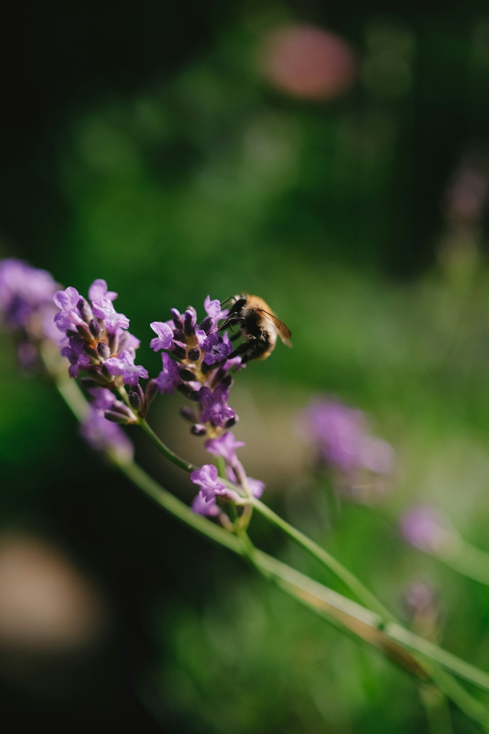 a bee sitting on top of a purple flower