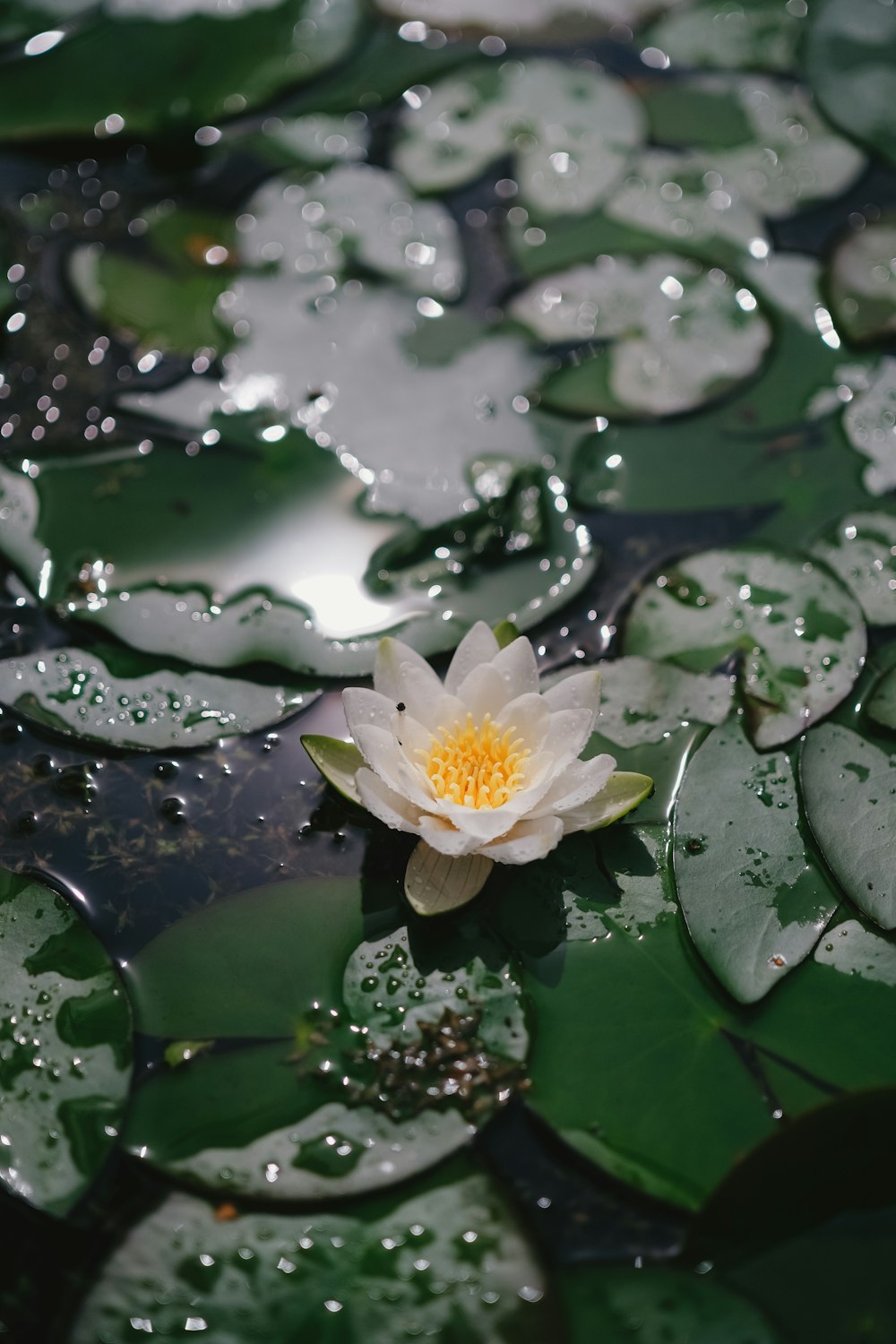 a white water lily floating on top of a pond