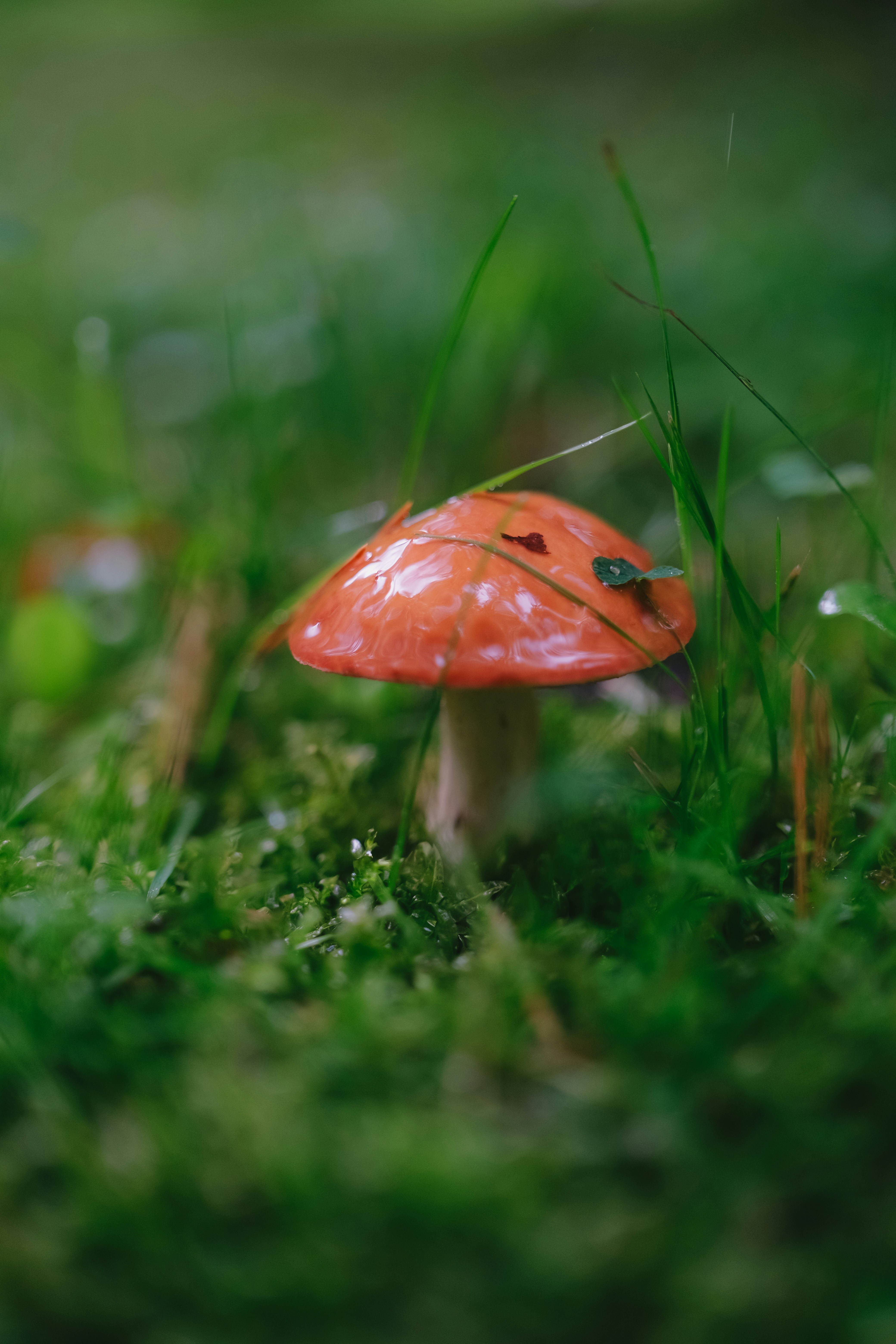 Photo by rogovnroll