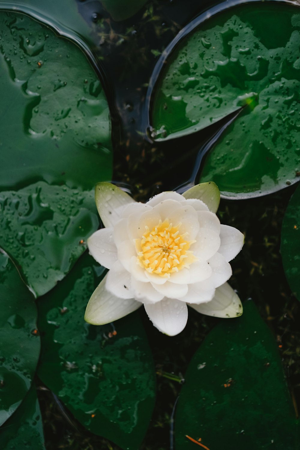 a white flower with yellow center surrounded by green leaves