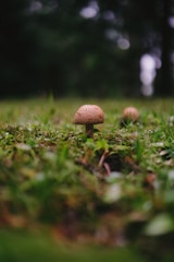 A small mushroom is growing in a lush green grass field. The mushroom has a light brown cap with small dark speckles. The background is blurred, indicating a shallow depth of field, with hints of green and brown tones.
