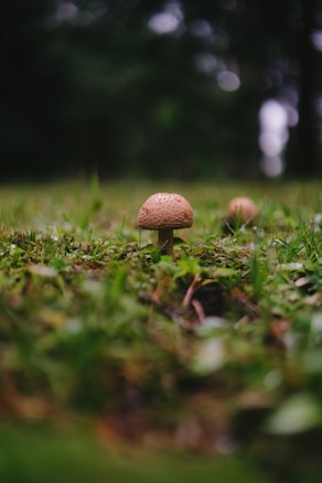 A small mushroom is growing in a lush green grass field. The mushroom has a light brown cap with small dark speckles. The background is blurred, indicating a shallow depth of field, with hints of green and brown tones.