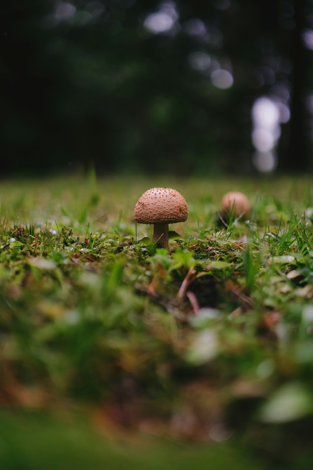 a small mushroom sitting on top of a lush green field