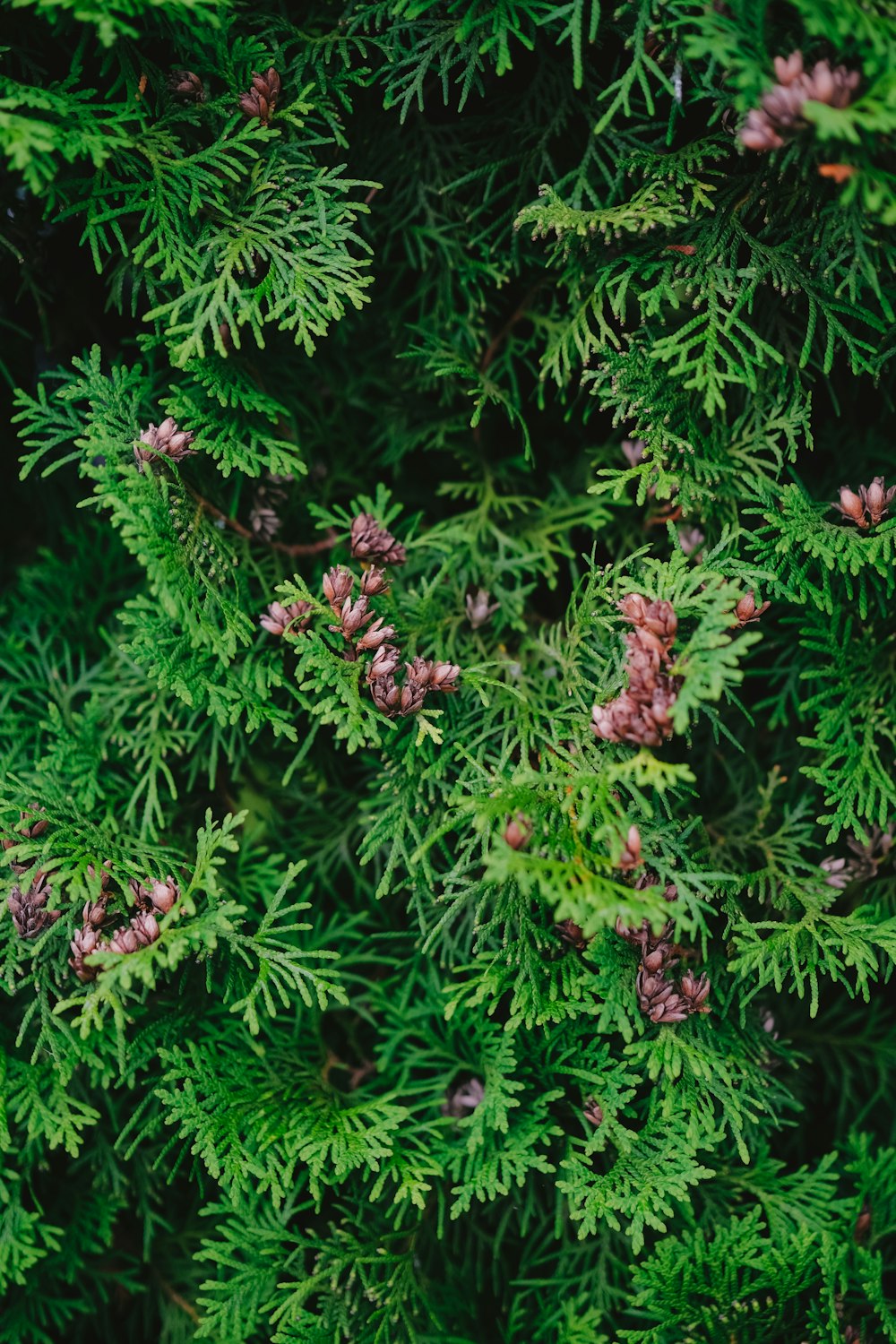 a close up of a tree with lots of green leaves