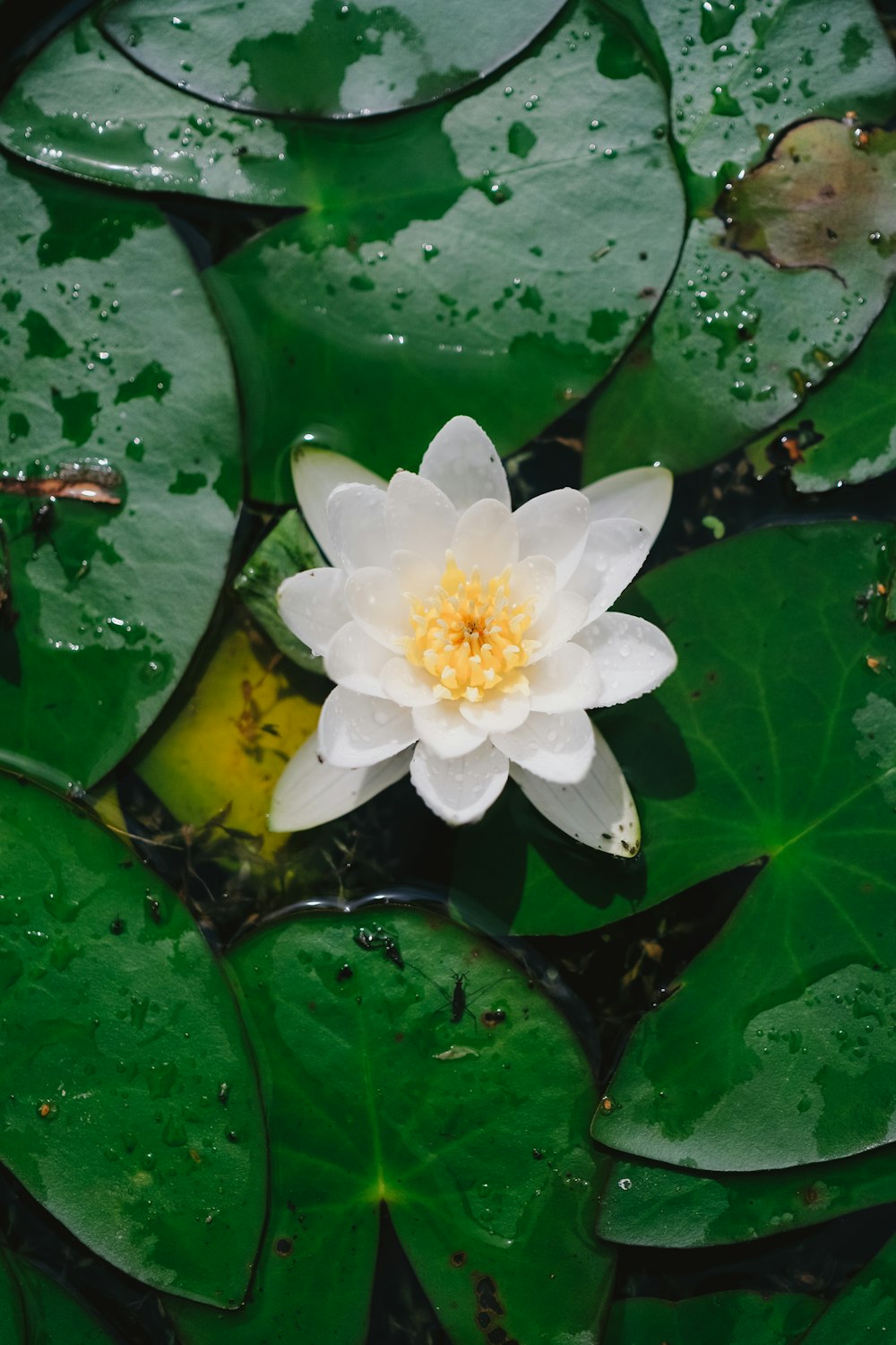 a white and yellow flower sitting on top of green leaves