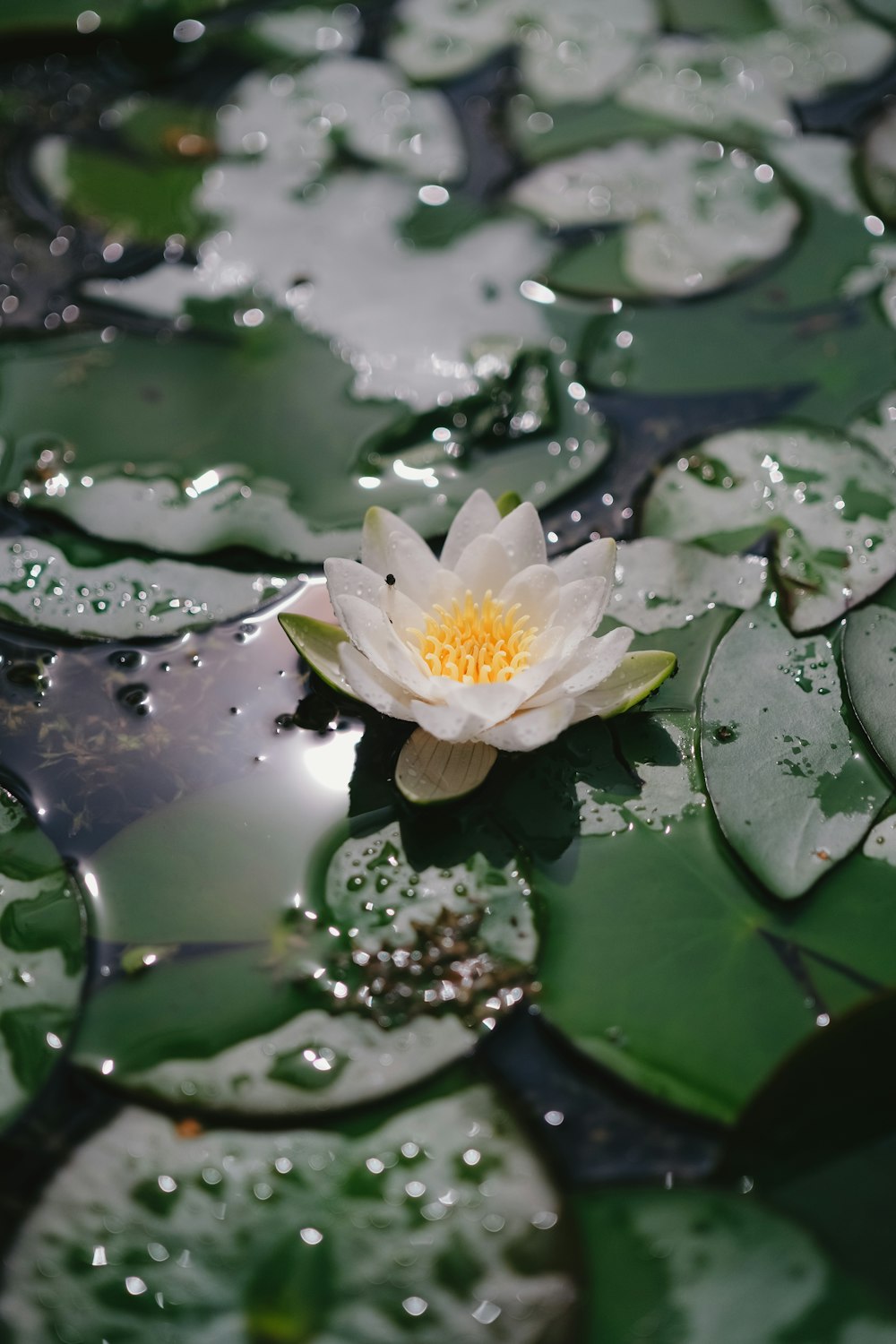 a white water lily floating on top of green leaves