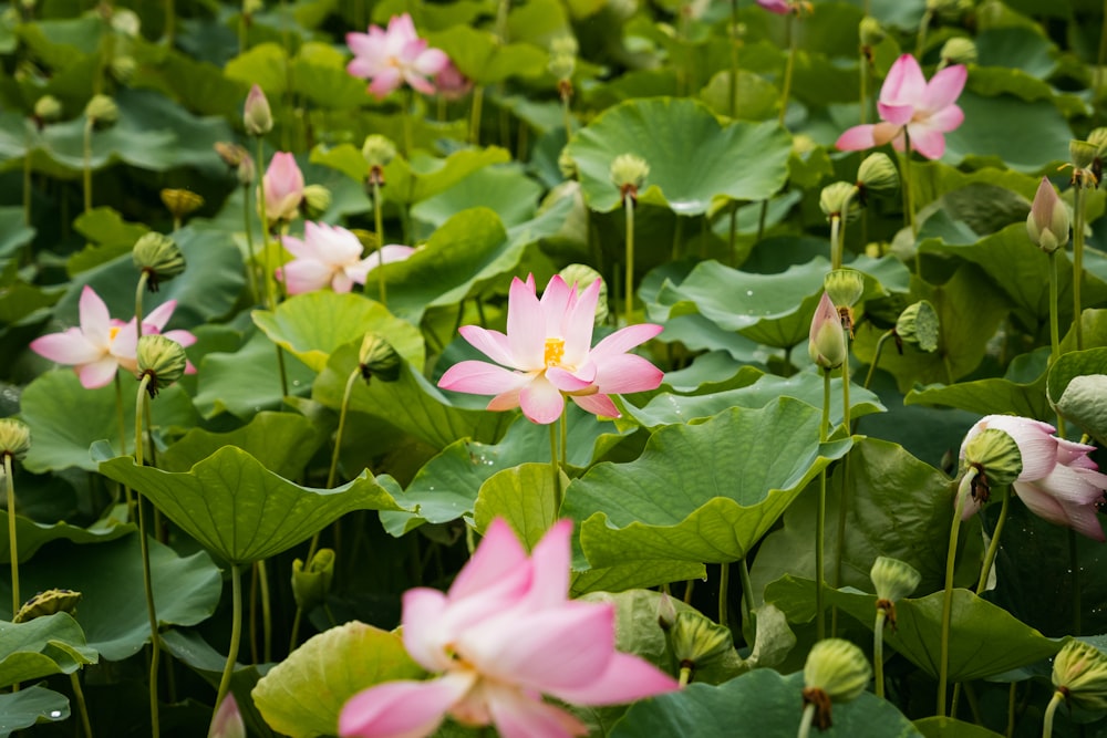 a field full of pink flowers and green leaves