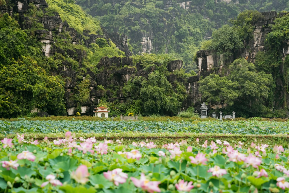 a lush green forest filled with lots of flowers